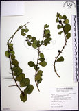 中文名:烏柑仔(S092971)學名:Severinia buxifolia (Poir.) Tenore(S092971)英文名:Chinese Boxorange
