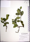中文名:烏柑仔(S100508)學名:Severinia buxifolia (Poir.) Tenore(S100508)英文名:Chinese Boxorange