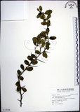 中文名:烏柑仔(S115306)學名:Severinia buxifolia (Poir.) Tenore(S115306)英文名:Chinese Boxorange