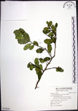 中文名:烏柑仔(S125218)學名:Severinia buxifolia (Poir.) Tenore(S125218)英文名:Chinese Boxorange