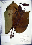 中文名:梧桐(S002803)學名:Firmiana simplex (L.) W. F. Wight(S002803)英文名:Chinese parasol, Phoenix tree