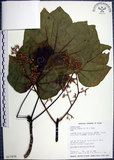 中文名:梧桐(S017978)學名:Firmiana simplex (L.) W. F. Wight(S017978)英文名:Chinese parasol, Phoenix tree