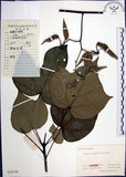中文名:梧桐(S020346)學名:Firmiana simplex (L.) W. F. Wight(S020346)英文名:Chinese parasol, Phoenix tree