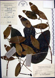中文名:梧桐(S024142)學名:Firmiana simplex (L.) W. F. Wight(S024142)英文名:Chinese parasol, Phoenix tree