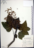 中文名:梧桐(S039872)學名:Firmiana simplex (L.) W. F. Wight(S039872)英文名:Chinese parasol, Phoenix tree