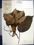 中文名:梧桐(S044395)學名:Firmiana simplex (L.) W. F. Wight(S044395)英文名:Chinese parasol, Phoenix tree