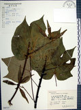 中文名:梧桐(S060721)學名:Firmiana simplex (L.) W. F. Wight(S060721)英文名:Chinese parasol, Phoenix tree