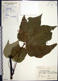 中文名:梧桐(S060751)學名:Firmiana simplex (L.) W. F. Wight(S060751)英文名:Chinese parasol, Phoenix tree