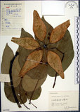 中文名:梧桐(S062200)學名:Firmiana simplex (L.) W. F. Wight(S062200)英文名:Chinese parasol, Phoenix tree