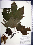 中文名:梧桐(S074177)學名:Firmiana simplex (L.) W. F. Wight(S074177)英文名:Chinese parasol, Phoenix tree