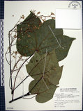 中文名:梧桐(S075546)學名:Firmiana simplex (L.) W. F. Wight(S075546)英文名:Chinese parasol, Phoenix tree