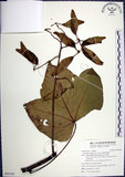 中文名:梧桐(S095545)學名:Firmiana simplex (L.) W. F. Wight(S095545)英文名:Chinese parasol, Phoenix tree