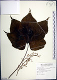 中文名:梧桐(S112700)學名:Firmiana simplex (L.) W. F. Wight(S112700)英文名:Chinese parasol, Phoenix tree