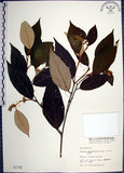 中文名:紅皮(S001742)學名:Styrax suberifolia Hook. & Arn.(S001742)中文別名:葉下白英文名:Cork leaf snow bell