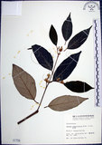 中文名:紅皮(S001758)學名:Styrax suberifolia Hook. & Arn.(S001758)中文別名:葉下白英文名:Cork leaf snow bell