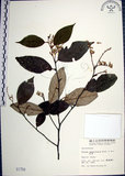 中文名:紅皮(S001759)學名:Styrax suberifolia Hook. & Arn.(S001759)中文別名:葉下白英文名:Cork leaf snow bell
