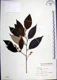 中文名:紅皮(S001821)學名:Styrax suberifolia Hook. & Arn.(S001821)中文別名:葉下白英文名:Cork leaf snow bell
