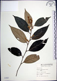 中文名:紅皮(S001823)學名:Styrax suberifolia Hook. & Arn.(S001823)中文別名:葉下白英文名:Cork leaf snow bell