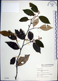 中文名:紅皮(S001824)學名:Styrax suberifolia Hook. & Arn.(S001824)中文別名:葉下白英文名:Cork leaf snow bell