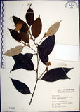 中文名:紅皮(S001840)學名:Styrax suberifolia Hook. & Arn.(S001840)中文別名:葉下白英文名:Cork leaf snow bell