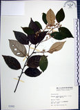 中文名:紅皮(S001843)學名:Styrax suberifolia Hook. & Arn.(S001843)中文別名:葉下白英文名:Cork leaf snow bell