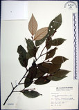 中文名:紅皮(S002659)學名:Styrax suberifolia Hook. & Arn.(S002659)中文別名:葉下白英文名:Cork leaf snow bell