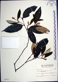 中文名:紅皮(S003471)學名:Styrax suberifolia Hook. & Arn.(S003471)中文別名:葉下白英文名:Cork leaf snow bell