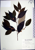 中文名:紅皮(S005176)學名:Styrax suberifolia Hook. & Arn.(S005176)中文別名:葉下白英文名:Cork leaf snow bell
