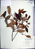 中文名:紅皮(S005765)學名:Styrax suberifolia Hook. & Arn.(S005765)中文別名:葉下白英文名:Cork leaf snow bell