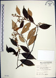 中文名:紅皮(S005766)學名:Styrax suberifolia Hook. & Arn.(S005766)中文別名:葉下白英文名:Cork leaf snow bell