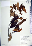 中文名:紅皮(S005768)學名:Styrax suberifolia Hook. & Arn.(S005768)中文別名:葉下白英文名:Cork leaf snow bell