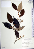 中文名:紅皮(S005780)學名:Styrax suberifolia Hook. & Arn.(S005780)中文別名:葉下白英文名:Cork leaf snow bell
