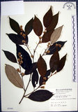 中文名:紅皮(S005945)學名:Styrax suberifolia Hook. & Arn.(S005945)中文別名:葉下白英文名:Cork leaf snow bell