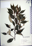 中文名:紅皮(S008141)學名:Styrax suberifolia Hook. & Arn.(S008141)中文別名:葉下白英文名:Cork leaf snow bell