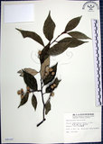 中文名:紅皮(S008142)學名:Styrax suberifolia Hook. & Arn.(S008142)中文別名:葉下白英文名:Cork leaf snow bell