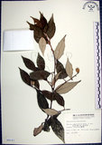 中文名:紅皮(S008143)學名:Styrax suberifolia Hook. & Arn.(S008143)中文別名:葉下白英文名:Cork leaf snow bell