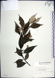 中文名:紅皮(S008144)學名:Styrax suberifolia Hook. & Arn.(S008144)中文別名:葉下白英文名:Cork leaf snow bell