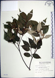 中文名:紅皮(S008190)學名:Styrax suberifolia Hook. & Arn.(S008190)中文別名:葉下白英文名:Cork leaf snow bell