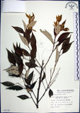 中文名:紅皮(S008740)學名:Styrax suberifolia Hook. & Arn.(S008740)中文別名:葉下白英文名:Cork leaf snow bell