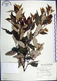 中文名:紅皮(S008741)學名:Styrax suberifolia Hook. & Arn.(S008741)中文別名:葉下白英文名:Cork leaf snow bell