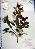 中文名:紅皮(S008743)學名:Styrax suberifolia Hook. & Arn.(S008743)中文別名:葉下白英文名:Cork leaf snow bell