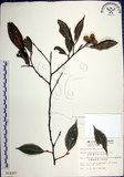 中文名:紅皮(S014307)學名:Styrax suberifolia Hook. & Arn.(S014307)中文別名:葉下白英文名:Cork leaf snow bell