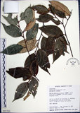 中文名:紅皮(S015763)學名:Styrax suberifolia Hook. & Arn.(S015763)中文別名:葉下白英文名:Cork leaf snow bell