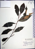 中文名:紅皮(S016773)學名:Styrax suberifolia Hook. & Arn.(S016773)中文別名:葉下白英文名:Cork leaf snow bell