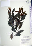 中文名:紅皮(S016975)學名:Styrax suberifolia Hook. & Arn.(S016975)中文別名:葉下白英文名:Cork leaf snow bell