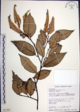中文名:紅皮(S017521)學名:Styrax suberifolia Hook. & Arn.(S017521)中文別名:葉下白英文名:Cork leaf snow bell
