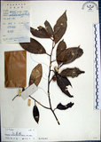 中文名:紅皮(S019245)學名:Styrax suberifolia Hook. & Arn.(S019245)中文別名:葉下白英文名:Cork leaf snow bell