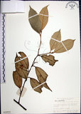 中文名:紅皮(S020952)學名:Styrax suberifolia Hook. & Arn.(S020952)中文別名:葉下白英文名:Cork leaf snow bell