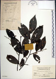 中文名:紅皮(S023981)學名:Styrax suberifolia Hook. & Arn.(S023981)中文別名:葉下白英文名:Cork leaf snow bell