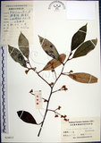 中文名:紅皮(S024013)學名:Styrax suberifolia Hook. & Arn.(S024013)中文別名:葉下白英文名:Cork leaf snow bell